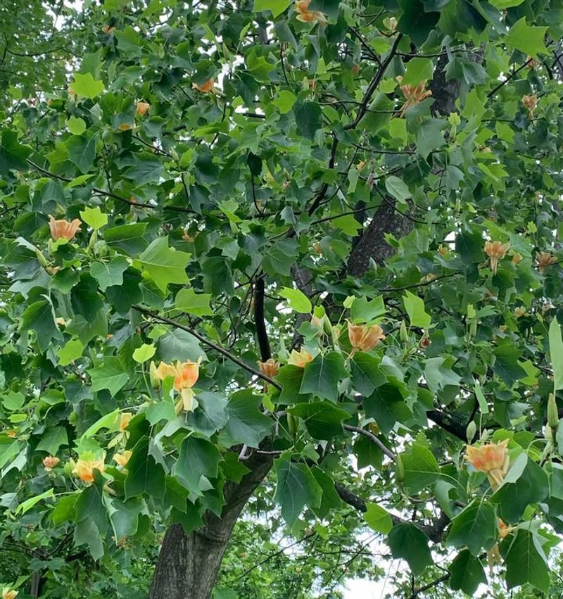 Tulip Poplar Grows Rapidly With Early Season Feeding