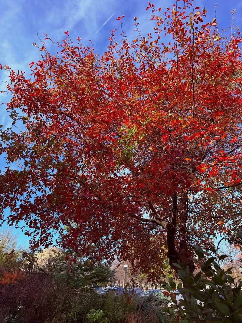 Black Gum Offers Brilliant Fall Color