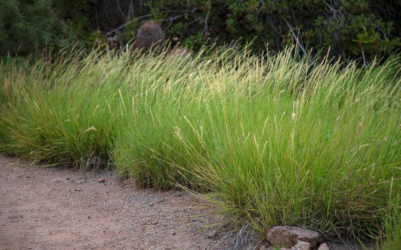Sideoats Grama (Bouteloua curtipendula)