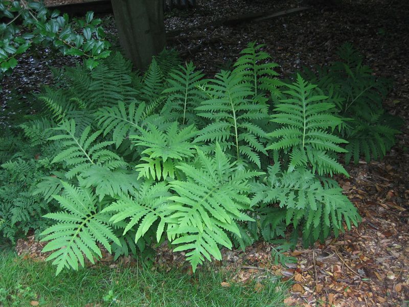 Sensitive Fern (Onoclea sensibilis)