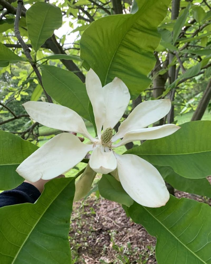 Umbrella Magnolia Showing Off Huge Tropical-Like Leaves