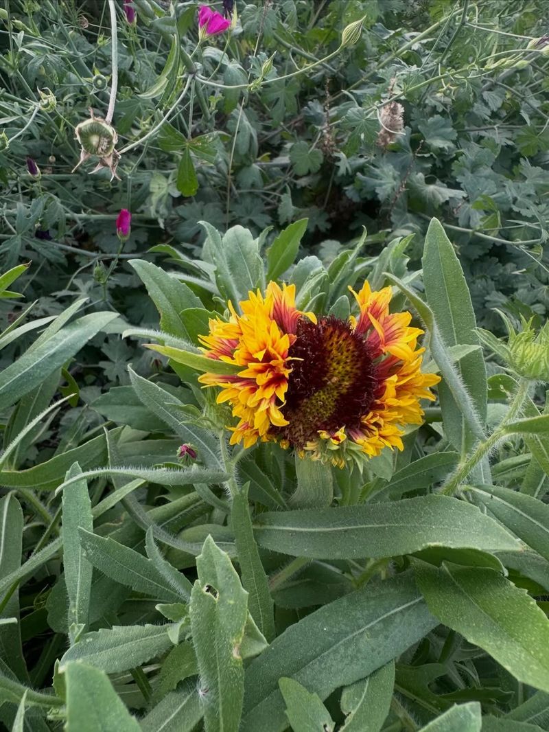 Greenthread / Navajo Tea 