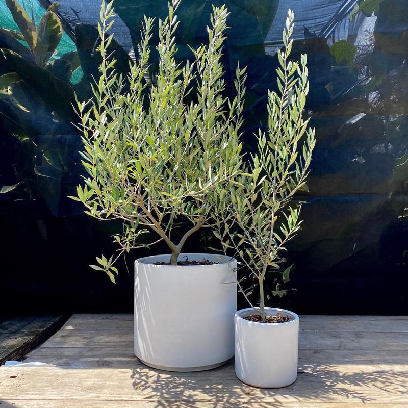 Dwarf Olive