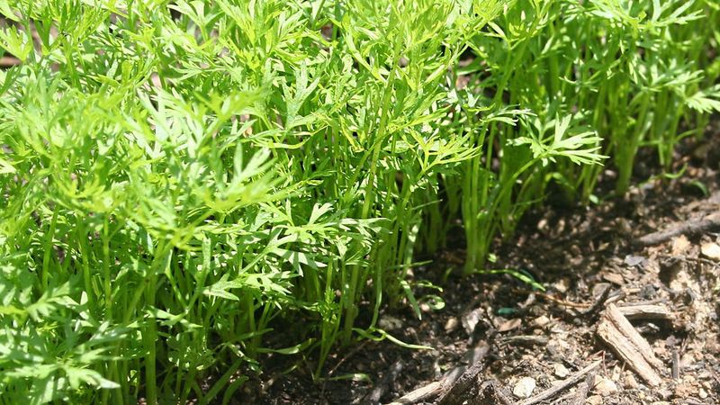 Overcrowded Seedlings