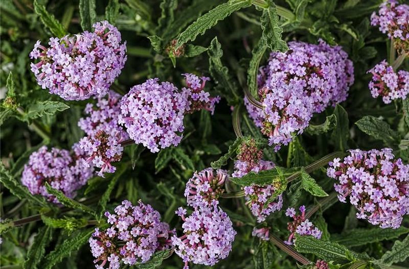 Verbena That Spreads Color With Ease
