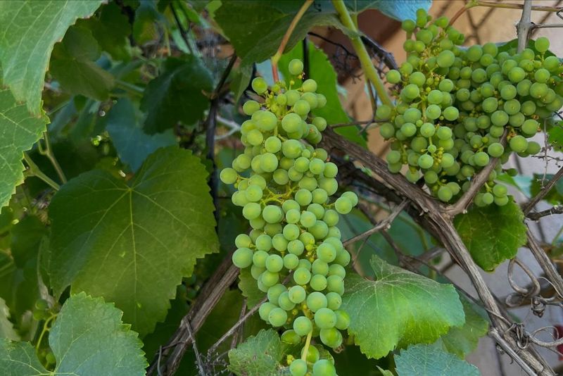 Desert Wild Grape