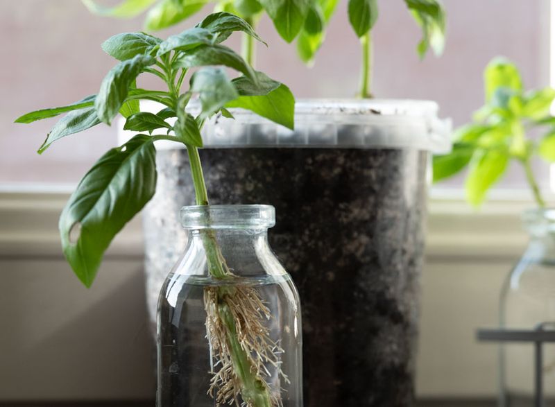 Keep Cuttings In Bright Indirect Light Indoors