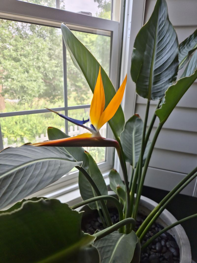 Excess Fertilizer Encourages Leaves Instead Of Flowers