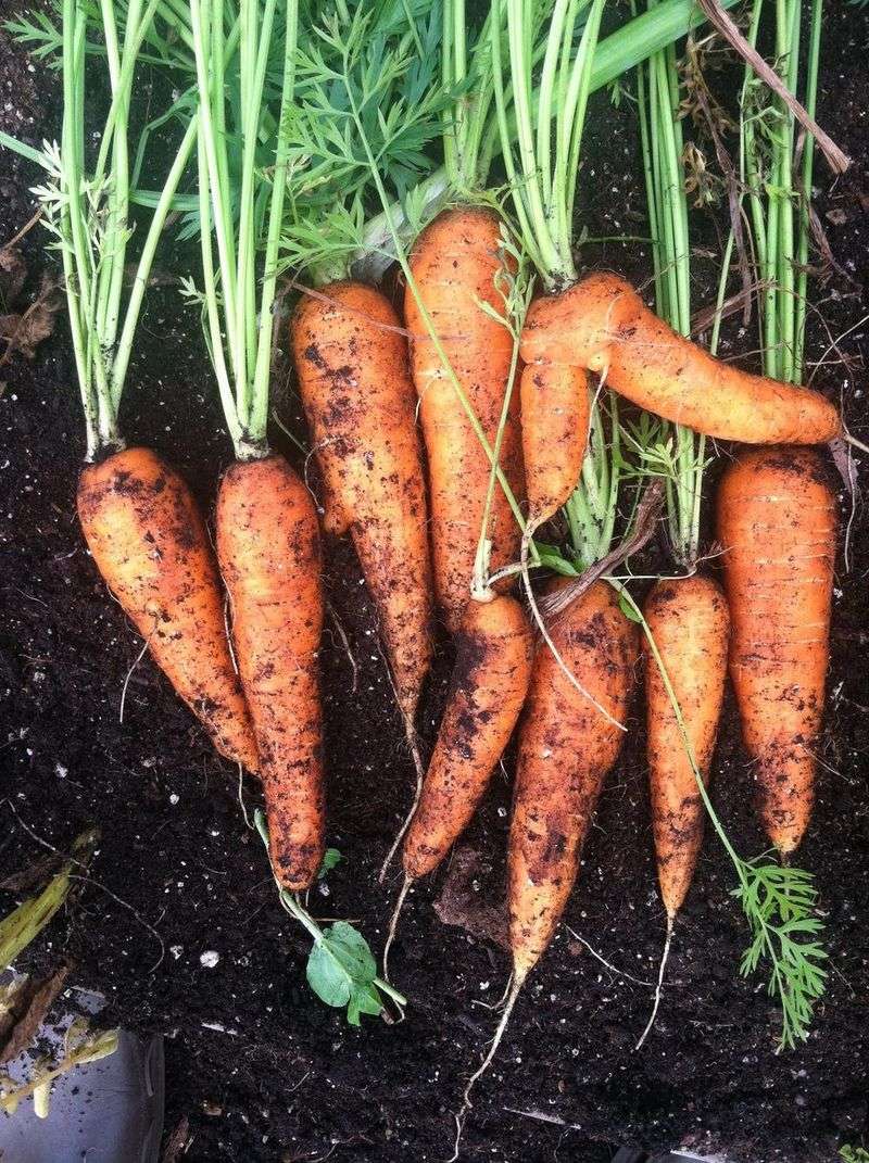 Carrots (Daucus carota subsp. sativus)