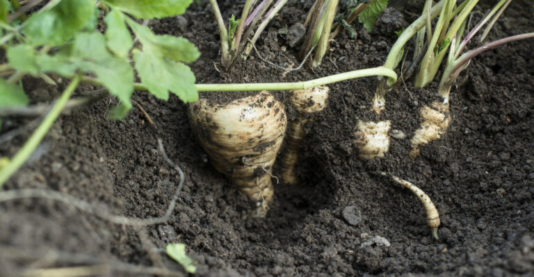 root crops