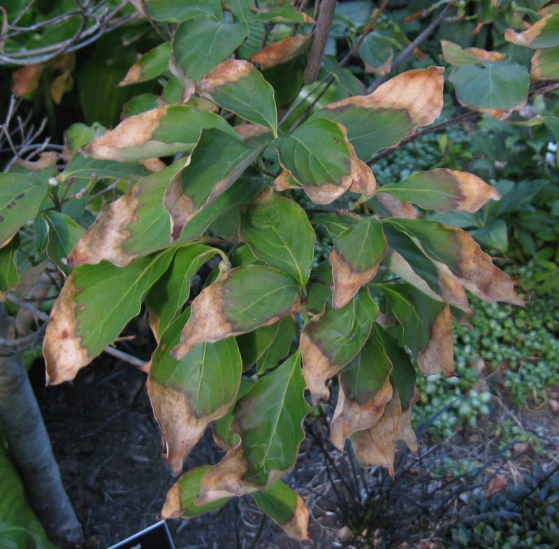 Intense Sun And Leaf Scorch Catch Plants Off Guard