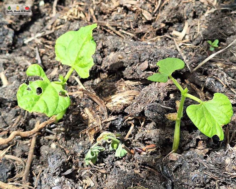 Direct Sowing Keeps Things Simple And Reliable