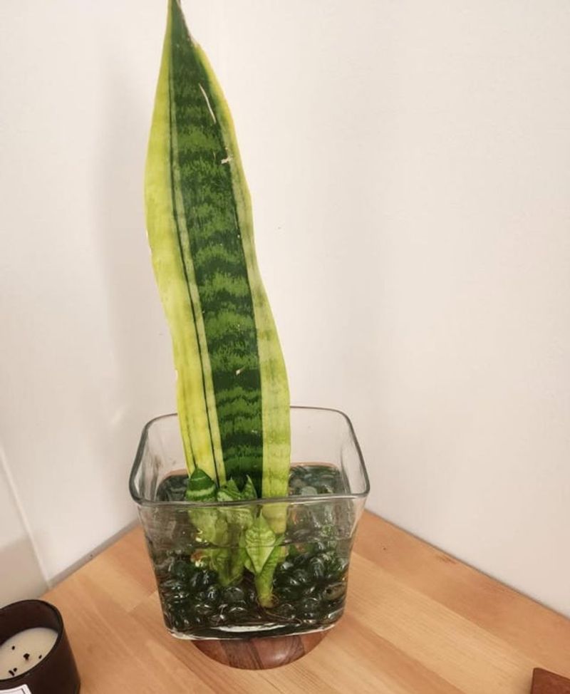 Use Water Propagation For Easy Root Development