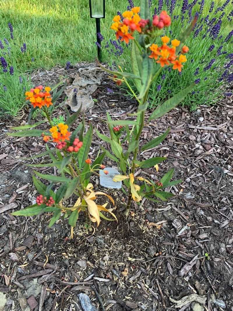 Late Leaf-Out Is Perfectly Normal For Many Species