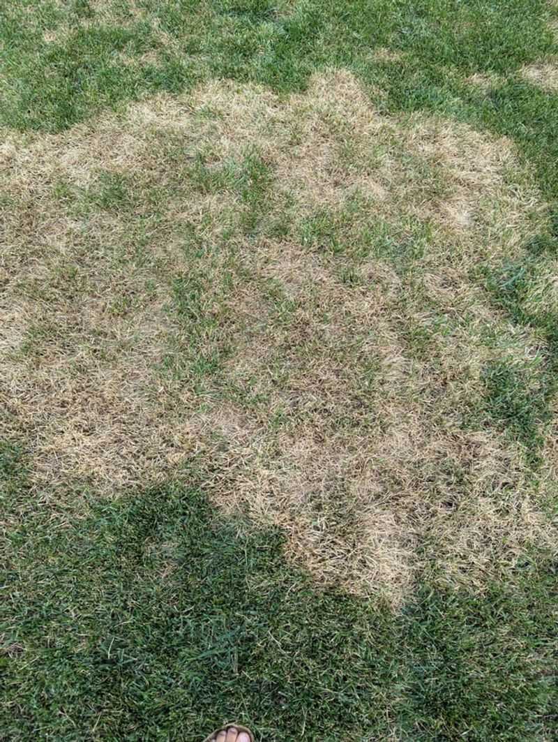 Weak Growth Attracts Pests And Disease