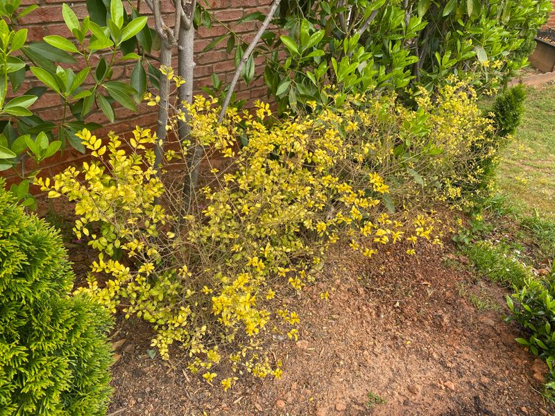 Delayed Leafing Is Common After Cold Stress In Early Spring