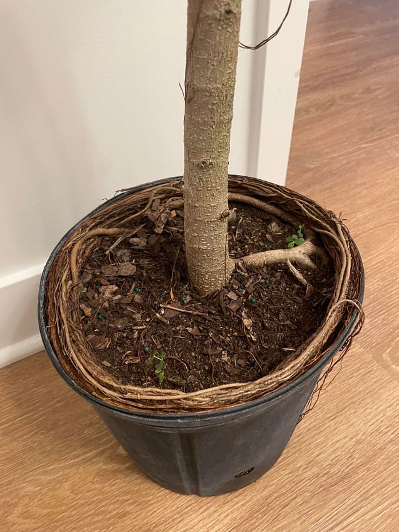 Circling Surface Roots