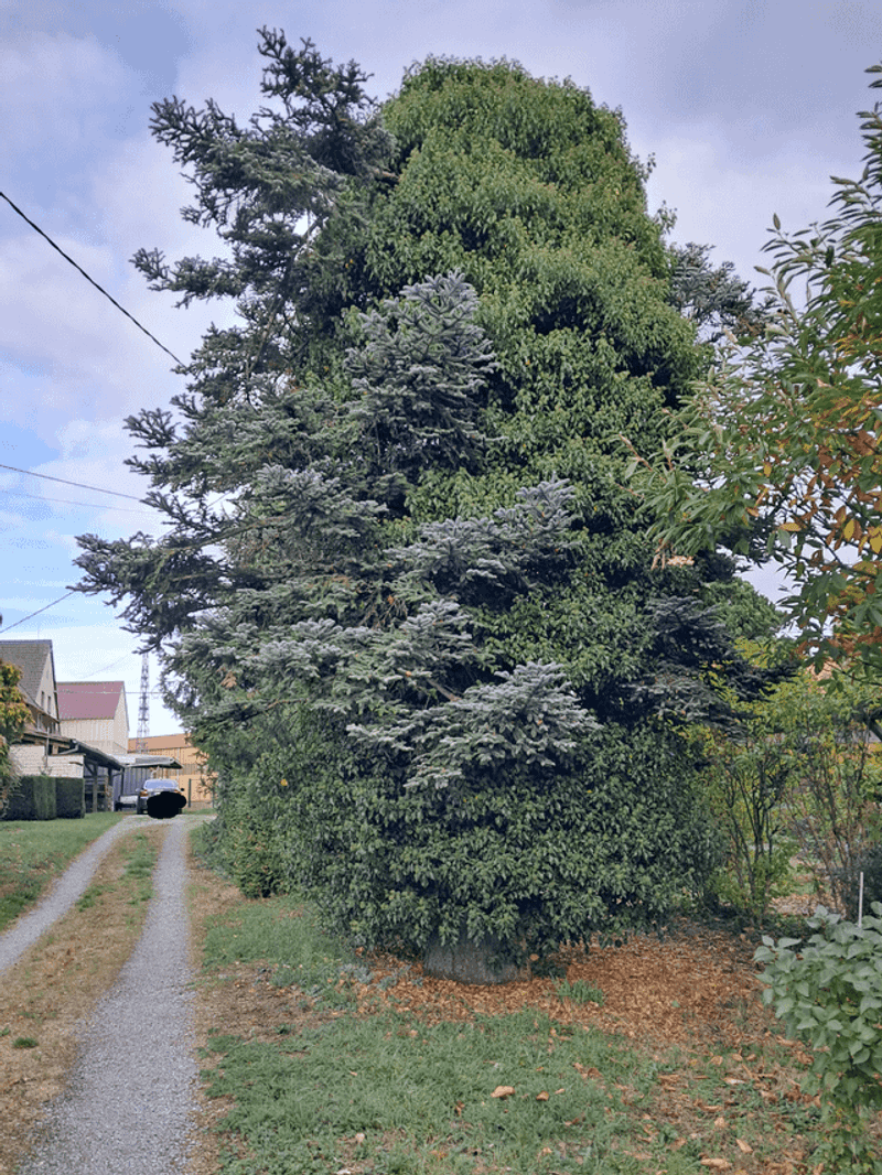 Spruce Gets Too Big Too Fast