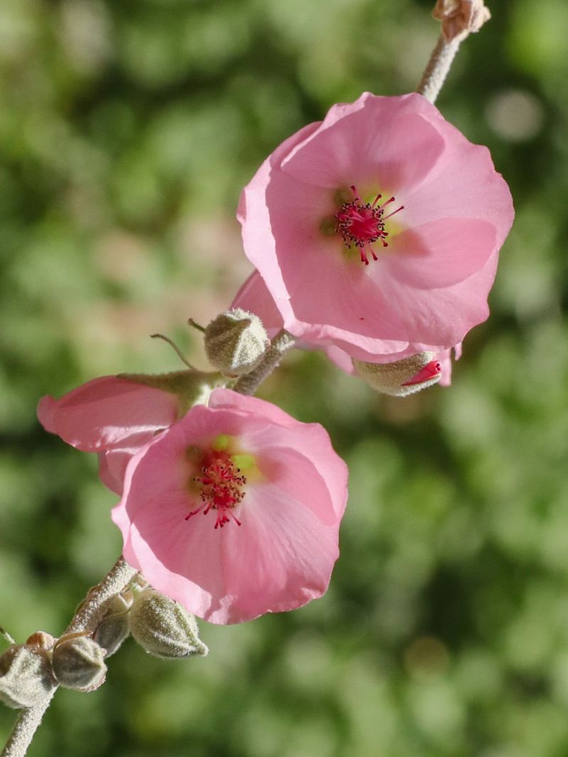 Rosy Apricot Mallow