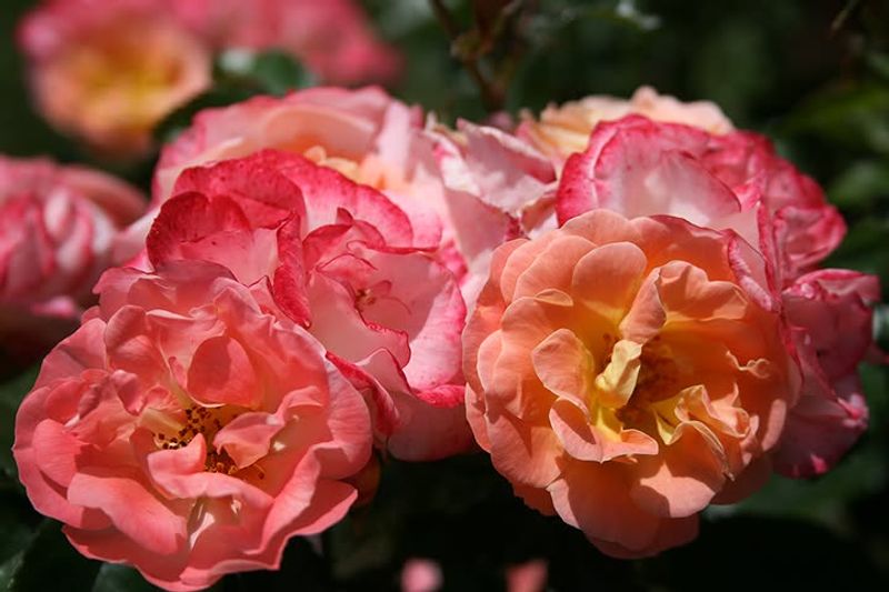 Drift Rose Stays Loaded With Color When Fed Right