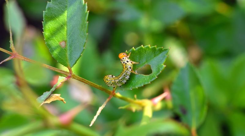 Leaves Start Looking See-Through Or Skeletonized Fast