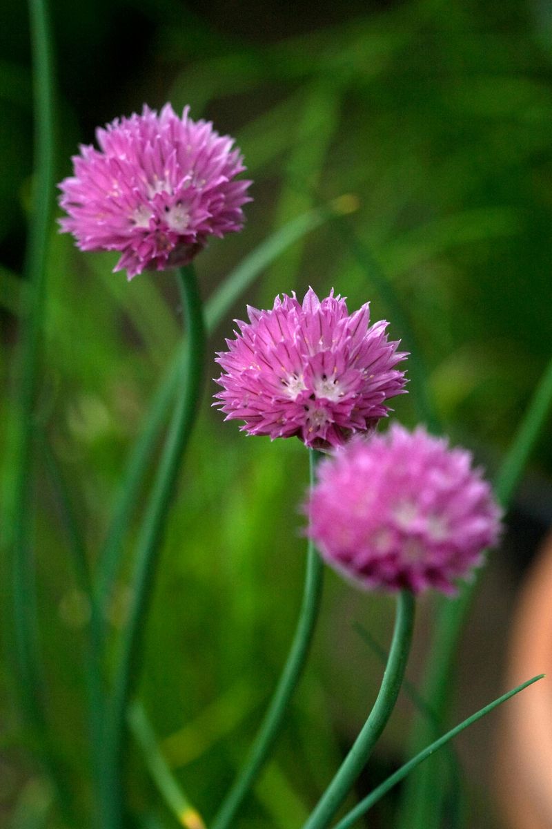 Chive Blossoms