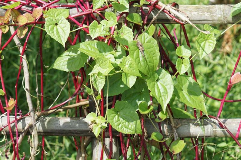 Malabar Spinach Grows Fast In Heat And Humidity