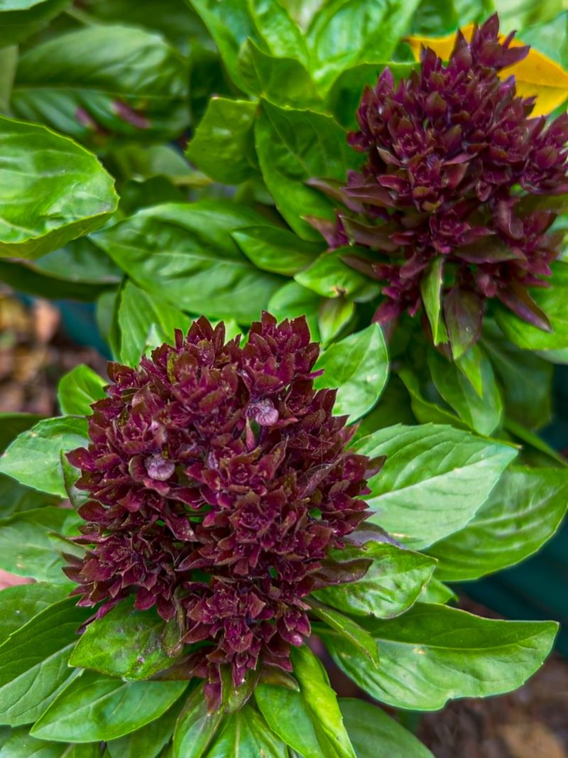 Basil