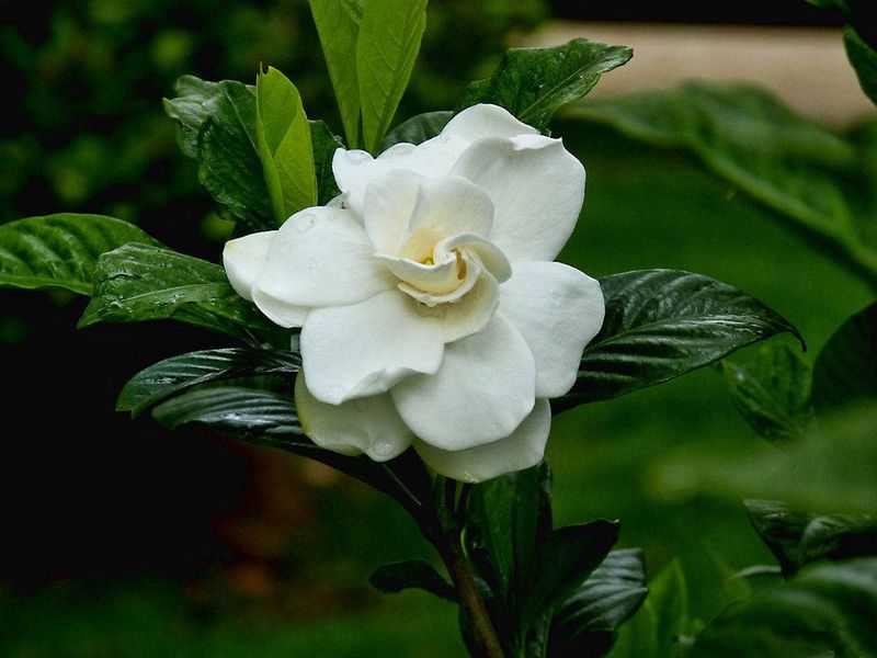 Gardenias