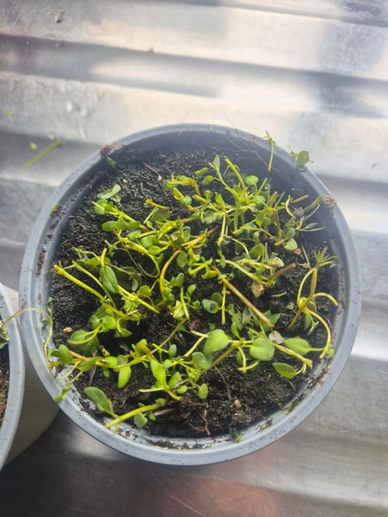 Thyme And Sage Suit Dry Pots And Sunny Spots