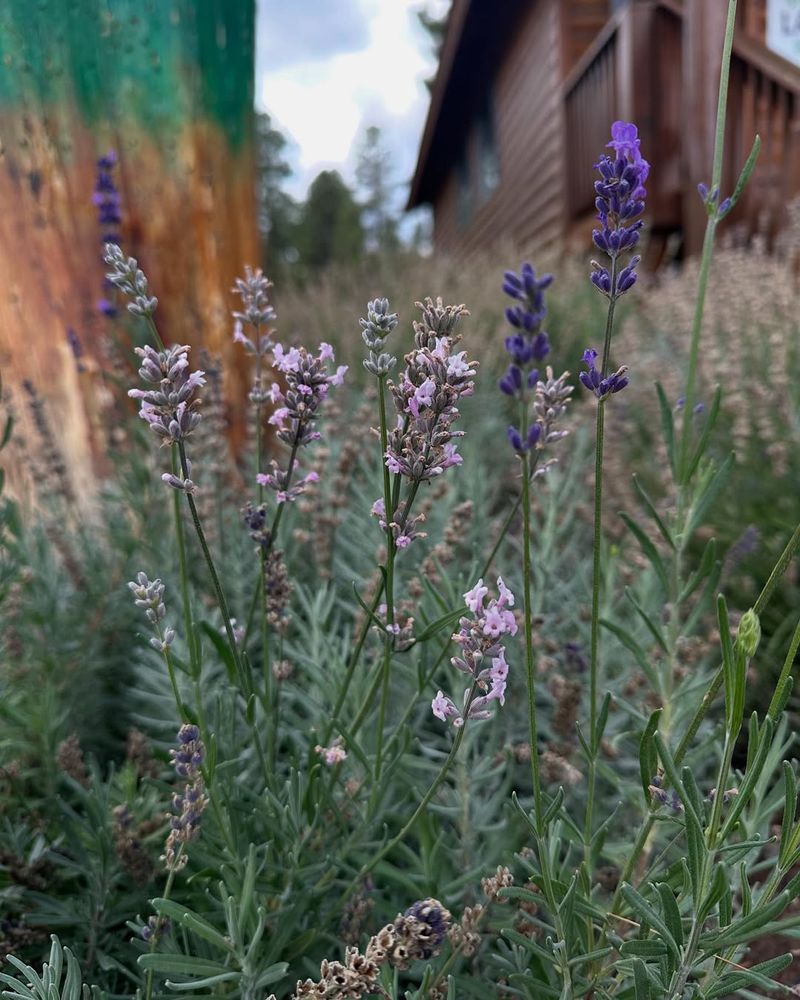 Sage And Lavender Prefer The Same Hot And Well-Drained Spots