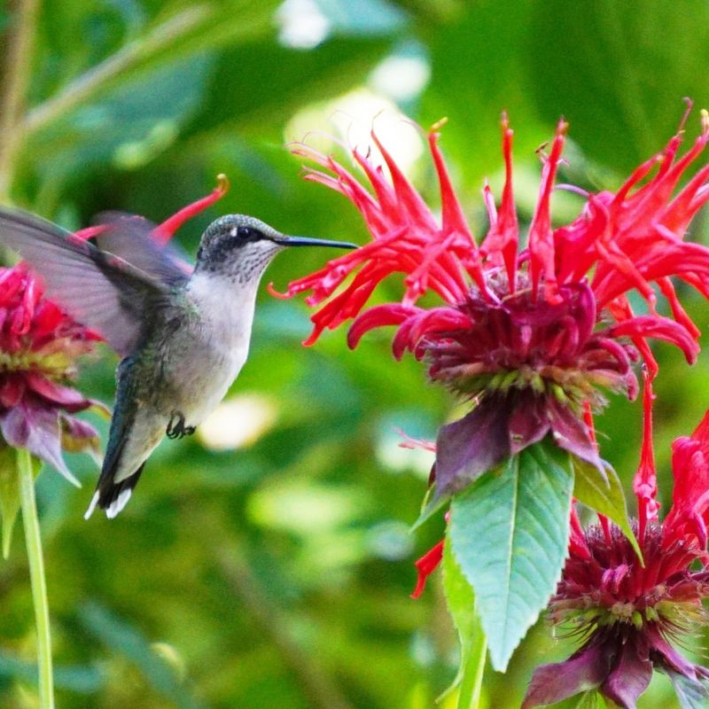 Bee Balm A True Hummingbird Magnet In Bloom