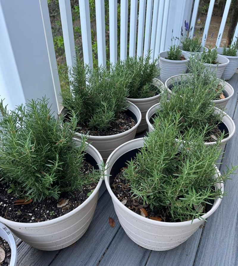 Strong Scent Helps Deter Some Pests