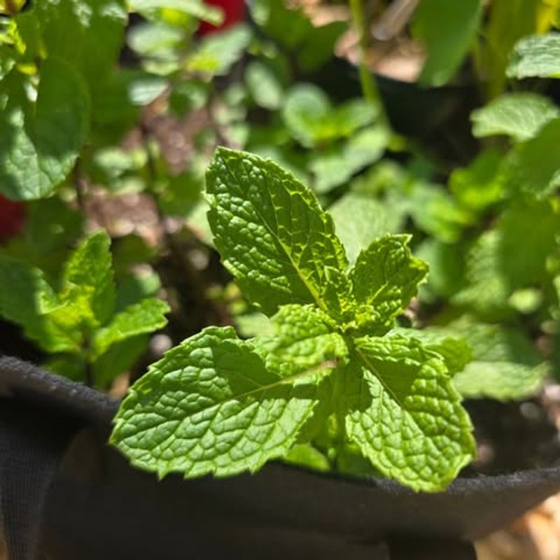 Mint Spreads Fast And Makes The Area Less Inviting