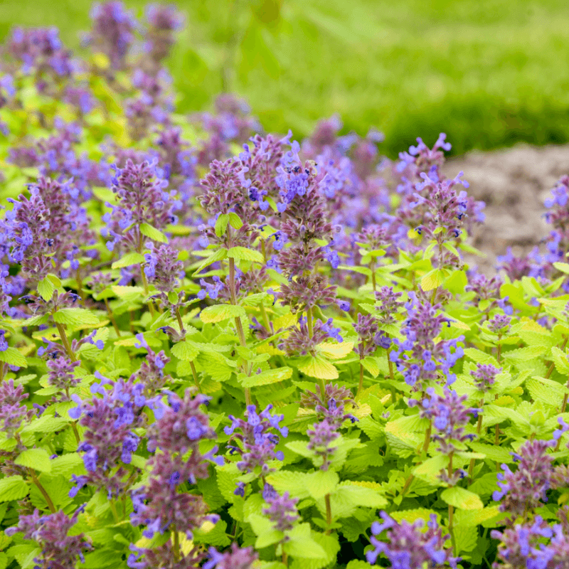 Catmint Fills Gaps With Fragrant Foliage