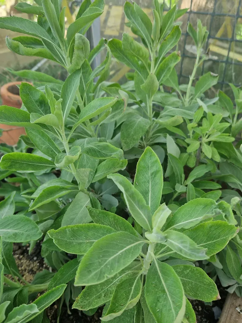 Sage Produces Fresh Growth When Pruned Back