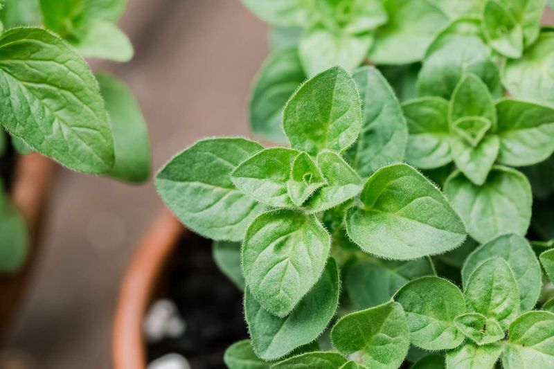 Oregano Grows Strong With Minimal Effort