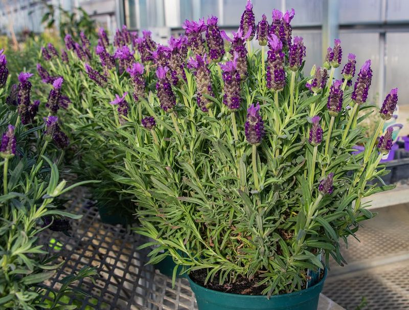 Lavender Produces Fragrance That Discourages Rodents