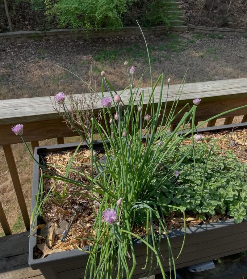 Lettuce (Lactuca Sativa) And Chives (Allium Schoenoprasum)