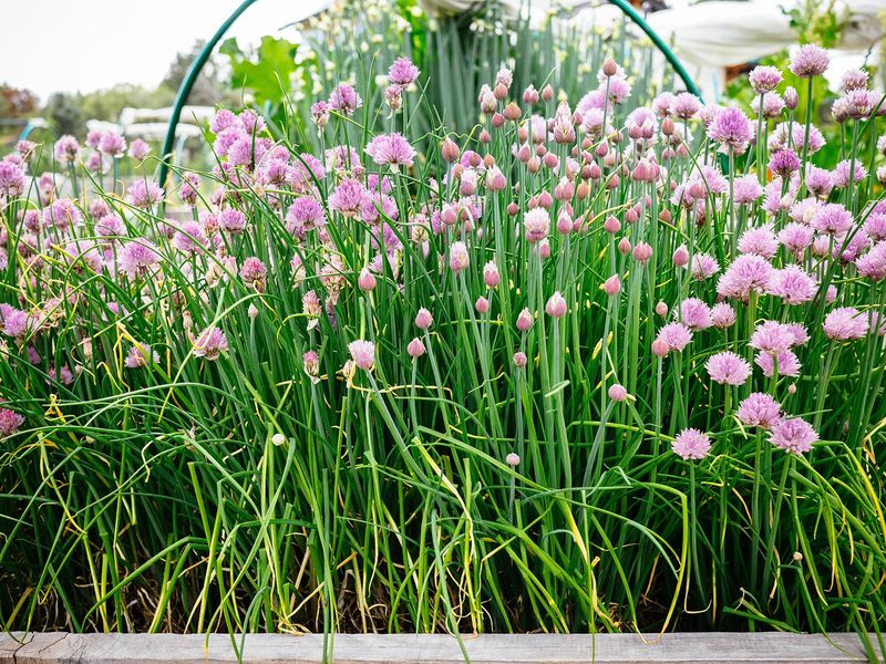 Chives (Allium schoenoprasum)
