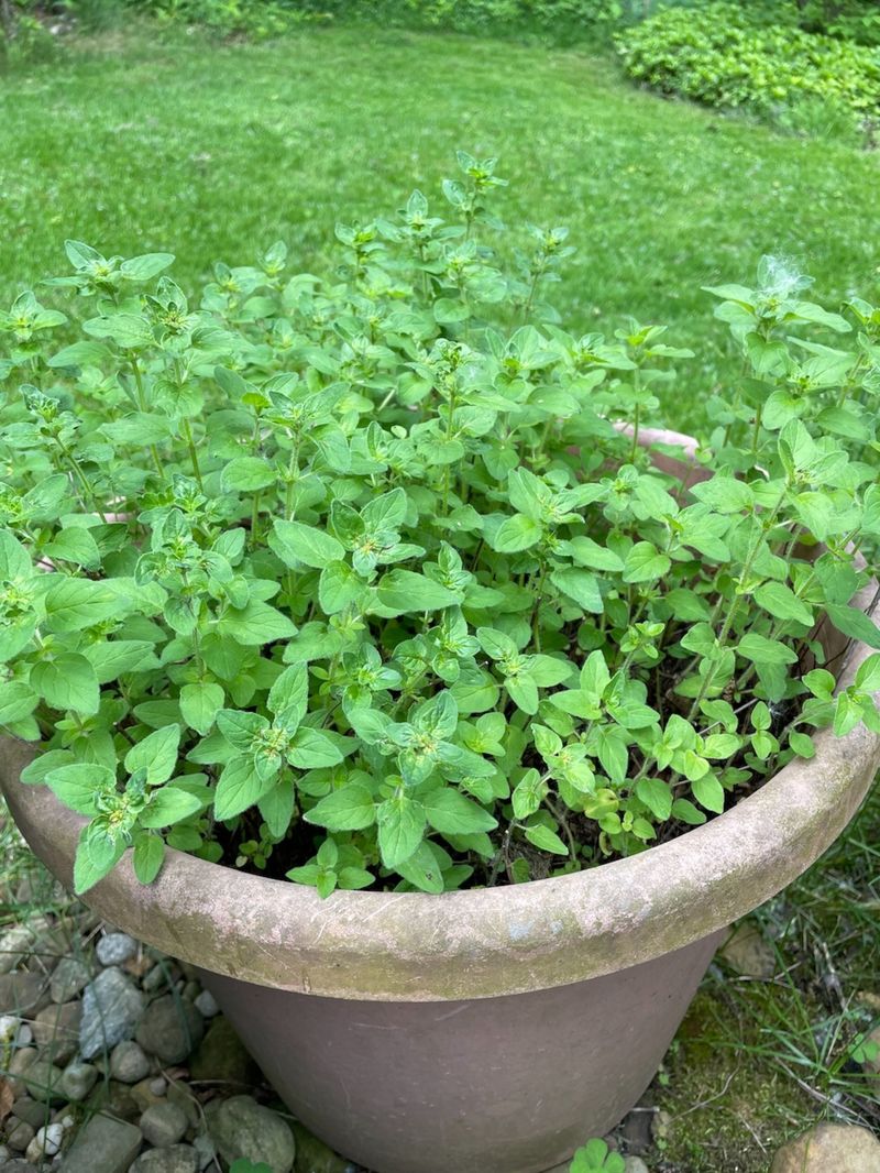 Mint Brings Fresh Growth Without Taking Over