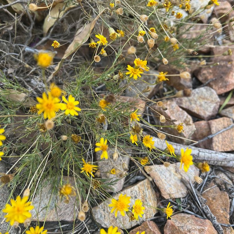 Desert Marigold Performs Best In Dry Conditions