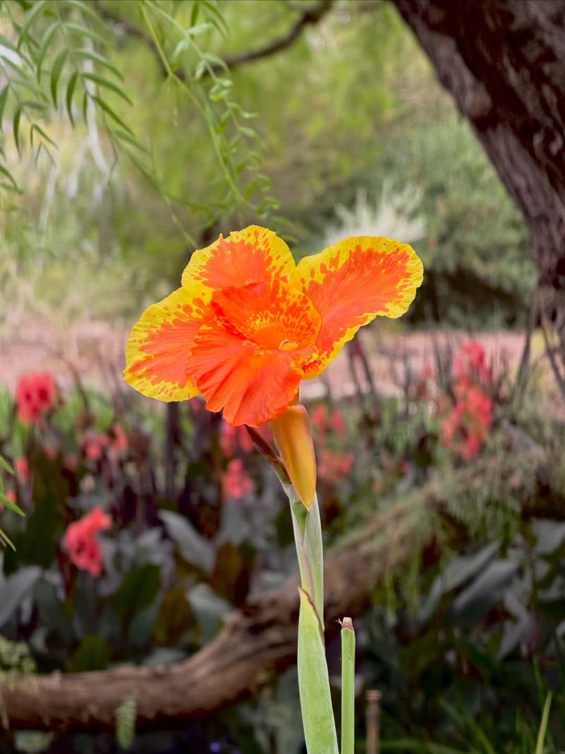 Canna For Tropical Garden Impact