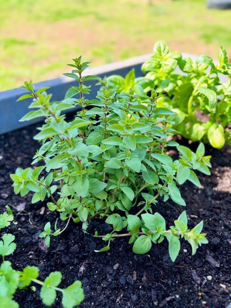 Basil Grows Fast In Warm Soil And Needs Consistent Water