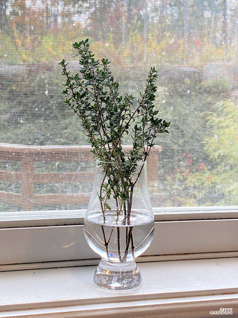 Thyme Grows Strong And Hardy With Minimal Soil