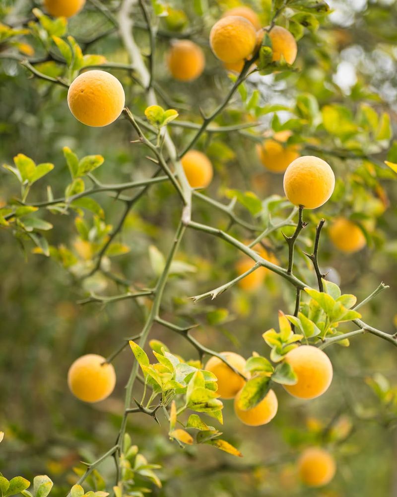 Citrus Trees