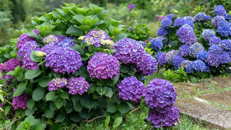 Hydrangeas Gain Strength As Leaves Begin To Unfold