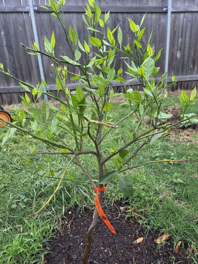 Citrus Trees Need A Nutrient Boost In Warm Areas