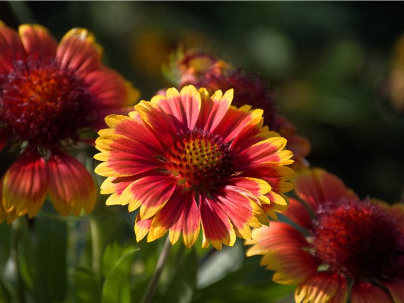 Gaillardia Keeps Flowering With Deadheading