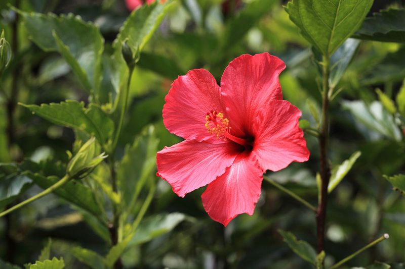 Hibiscus Responds Fast To A Spring Nutrient Boost